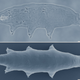 Illustration for article titled With apologies to tardigrada.net